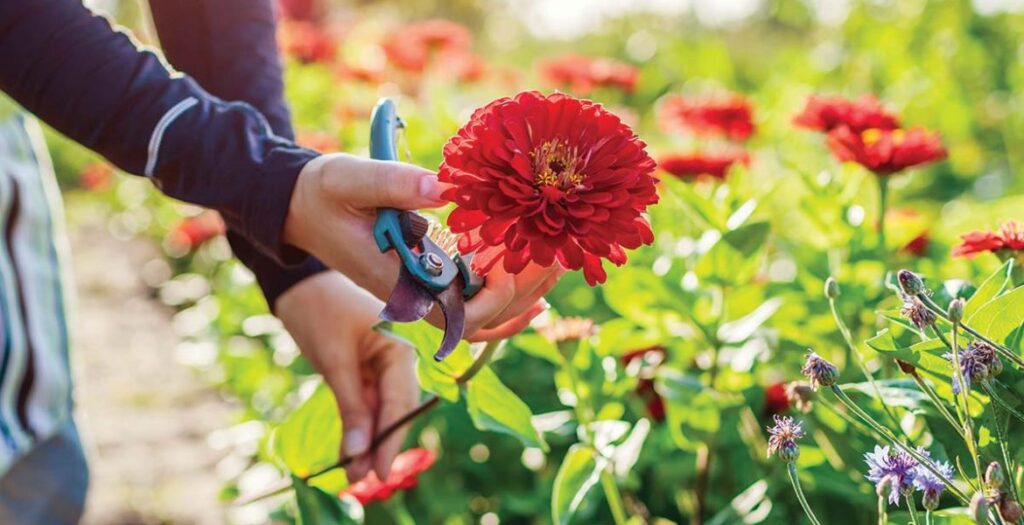 Zest for Zinnias